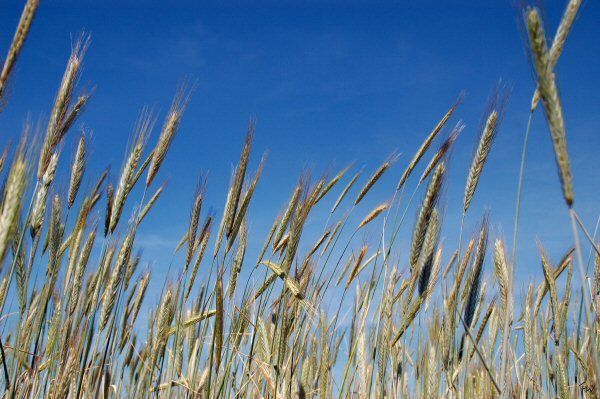 Getreide im Wind