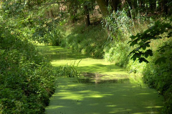 Wassergraben