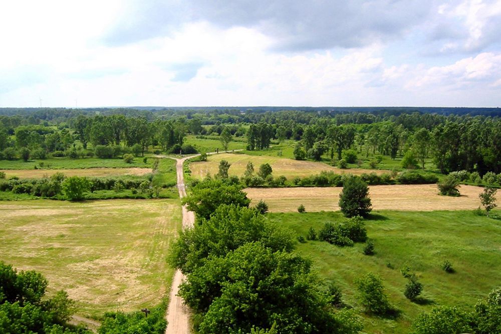 Weiter Blick über einen Teil des Hobrechtswaldes, 2013