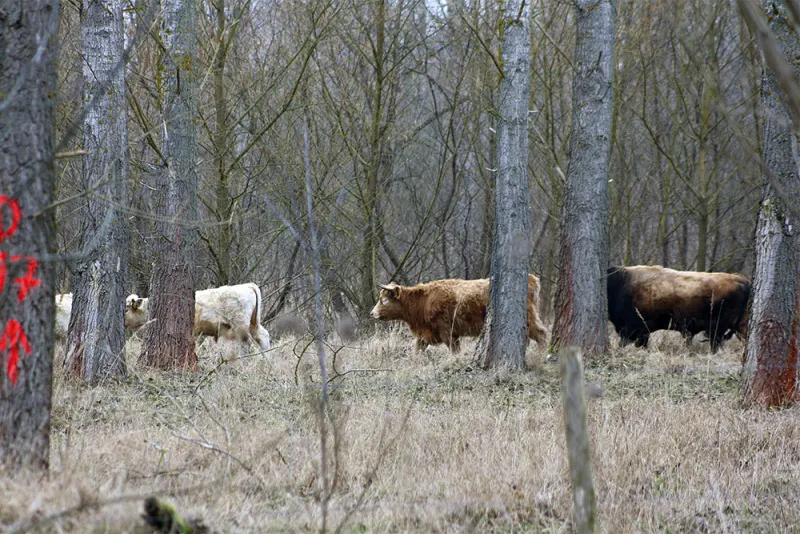 Grasende Rinder im Wald, 2014