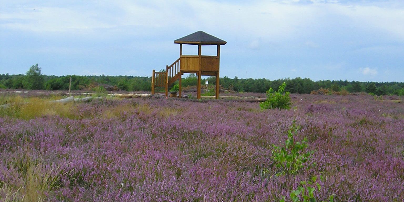 Aussichtsturm in der Schönower Heide