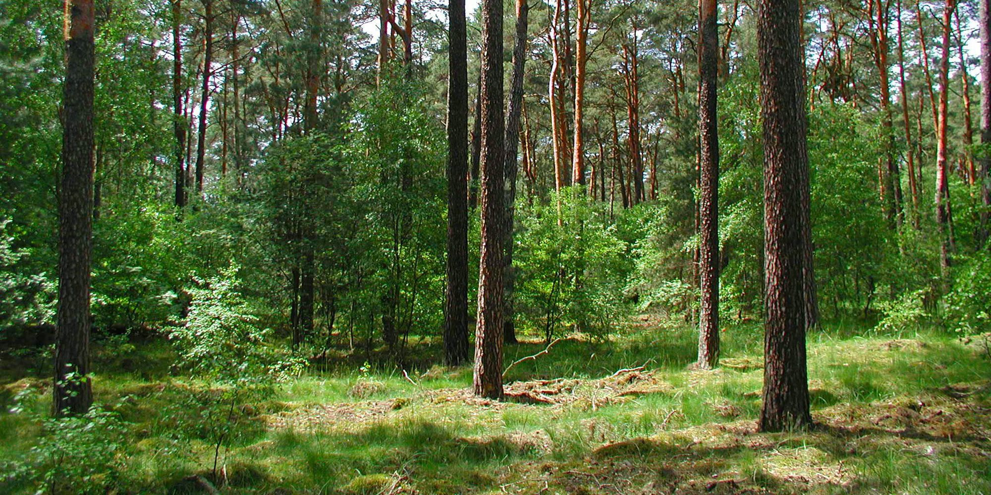 Mischwald