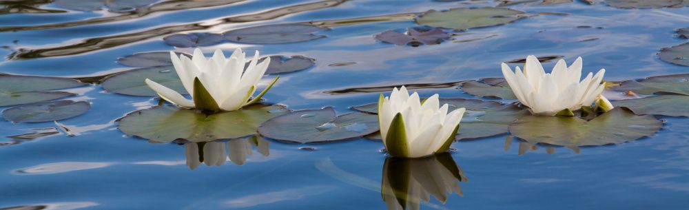 3 weißen Seerosen auf der blauen Wasseroberfläche
