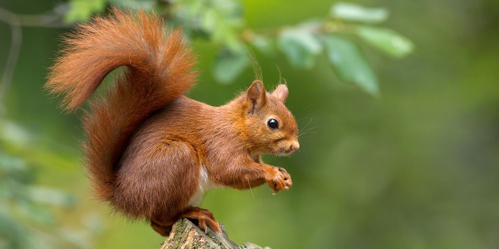 Eichhörnchen sitzt auf einem Baumstumpf