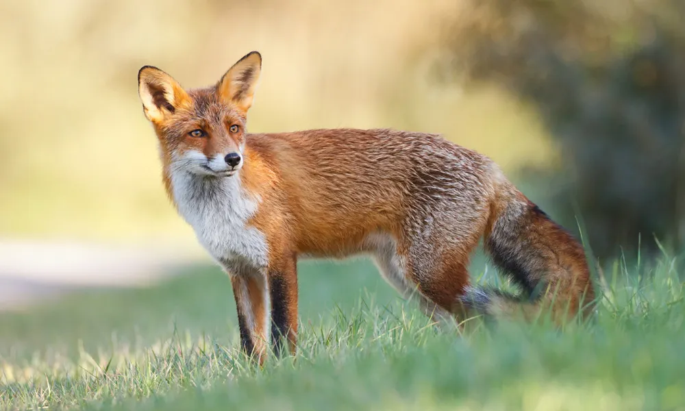 Ausgewachsener Rotfuchs steht auf einer Wiese