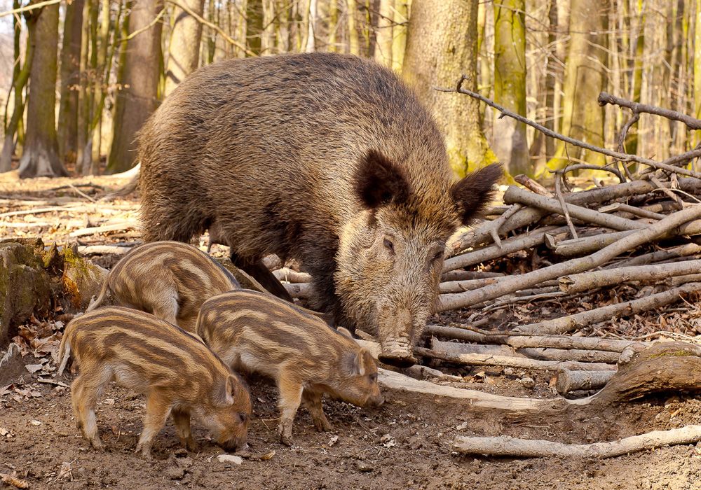 Wildschweine Bache und Frischlinge