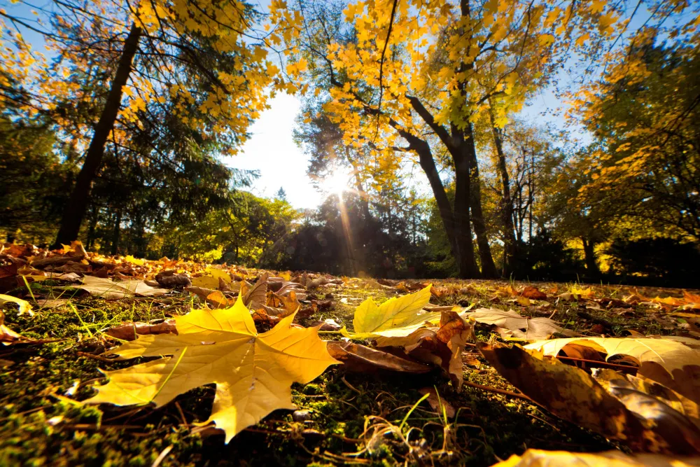 Park im Herbst mit fallenden Blättern