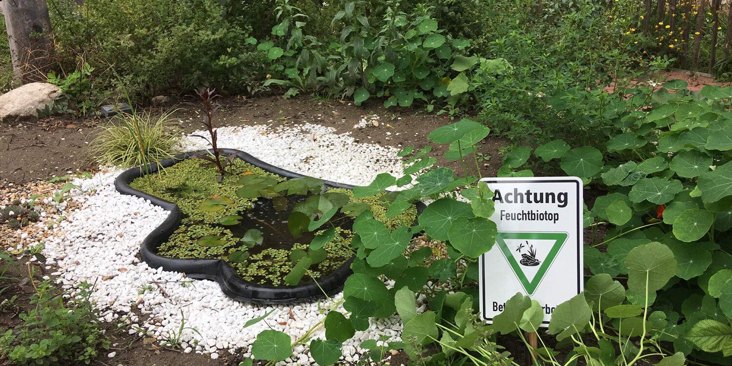 Grundschule am Stadtpark Steglitz: Eine kleine, grüne Lunge: der neue Teich der Grundschule