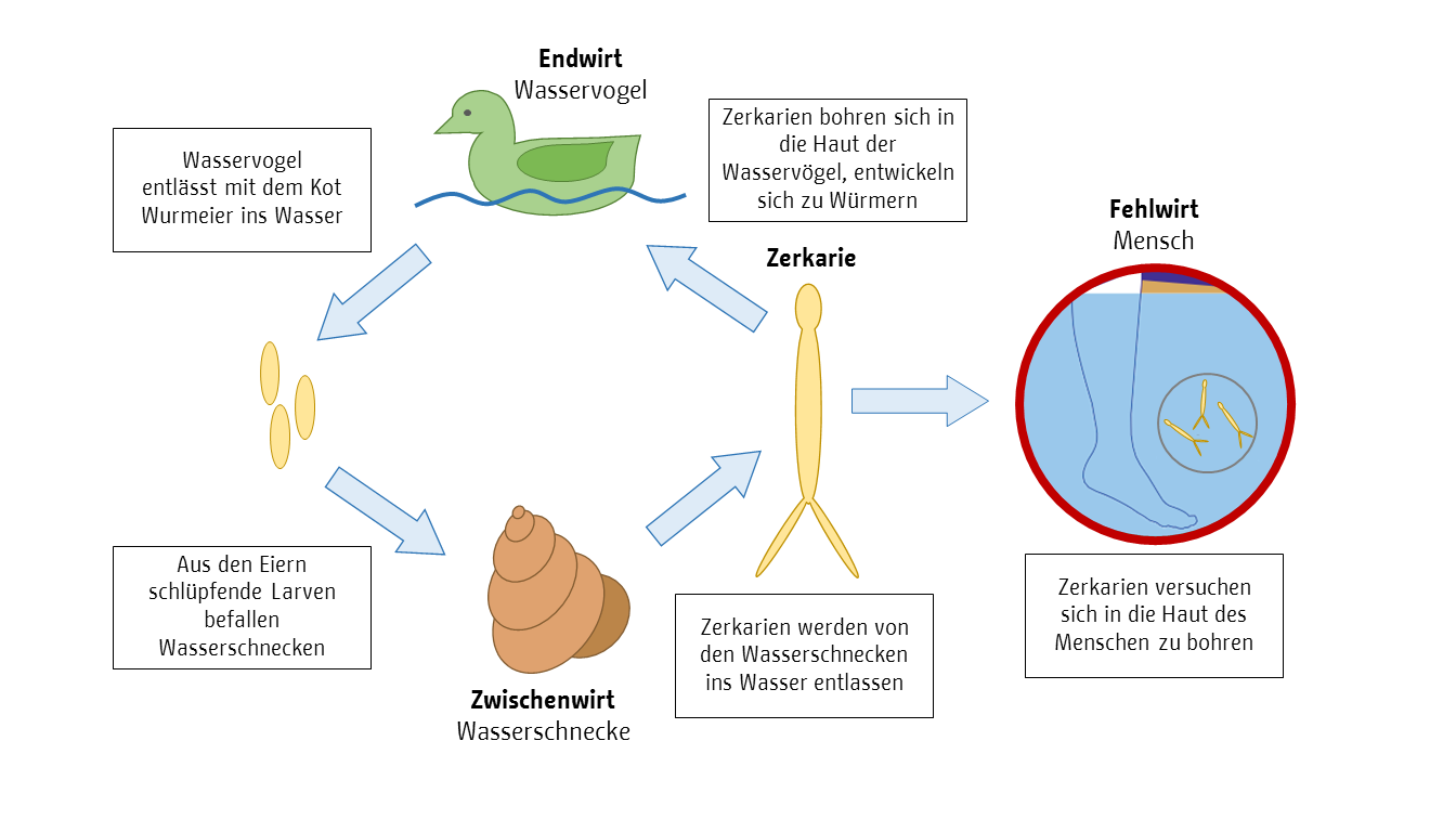 Der Wasservogel als Endwirt entlässt mit dem Kot Wurmeier ins Wasser. Aus den Eiern schlüpfende Larven befallen Wasserschnecken, die als Zwischenwirt dienen. Die Zerkarien werden von den Wasserschnecken ins Wasser entlassen. Sie bohren sich in die Haut der Wasservögel und entwickeln sich zu Würmern. Der Mensch ist ein Fehlwirt, in dessen Haut sich die Zerkarien bohren.