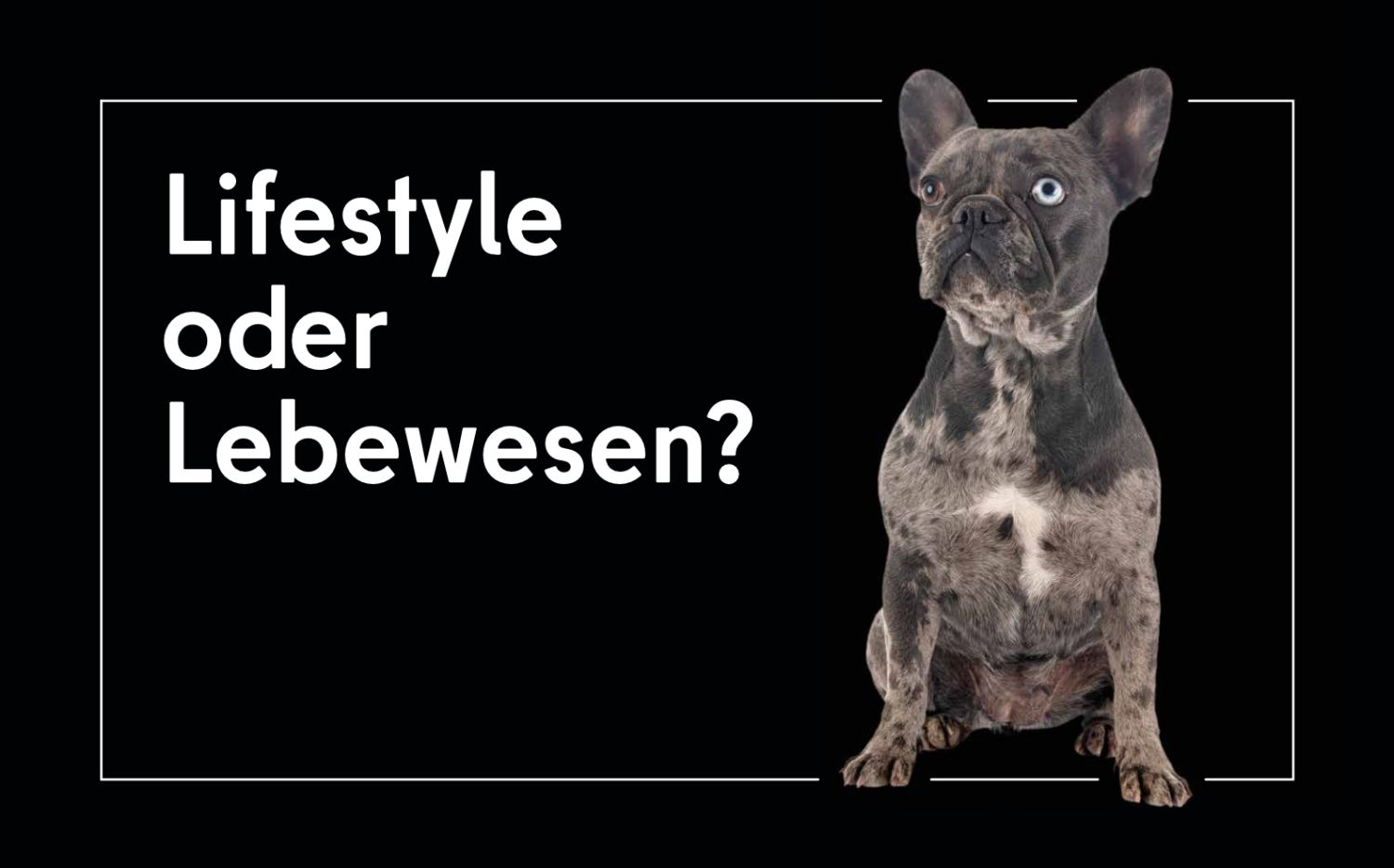 Hund