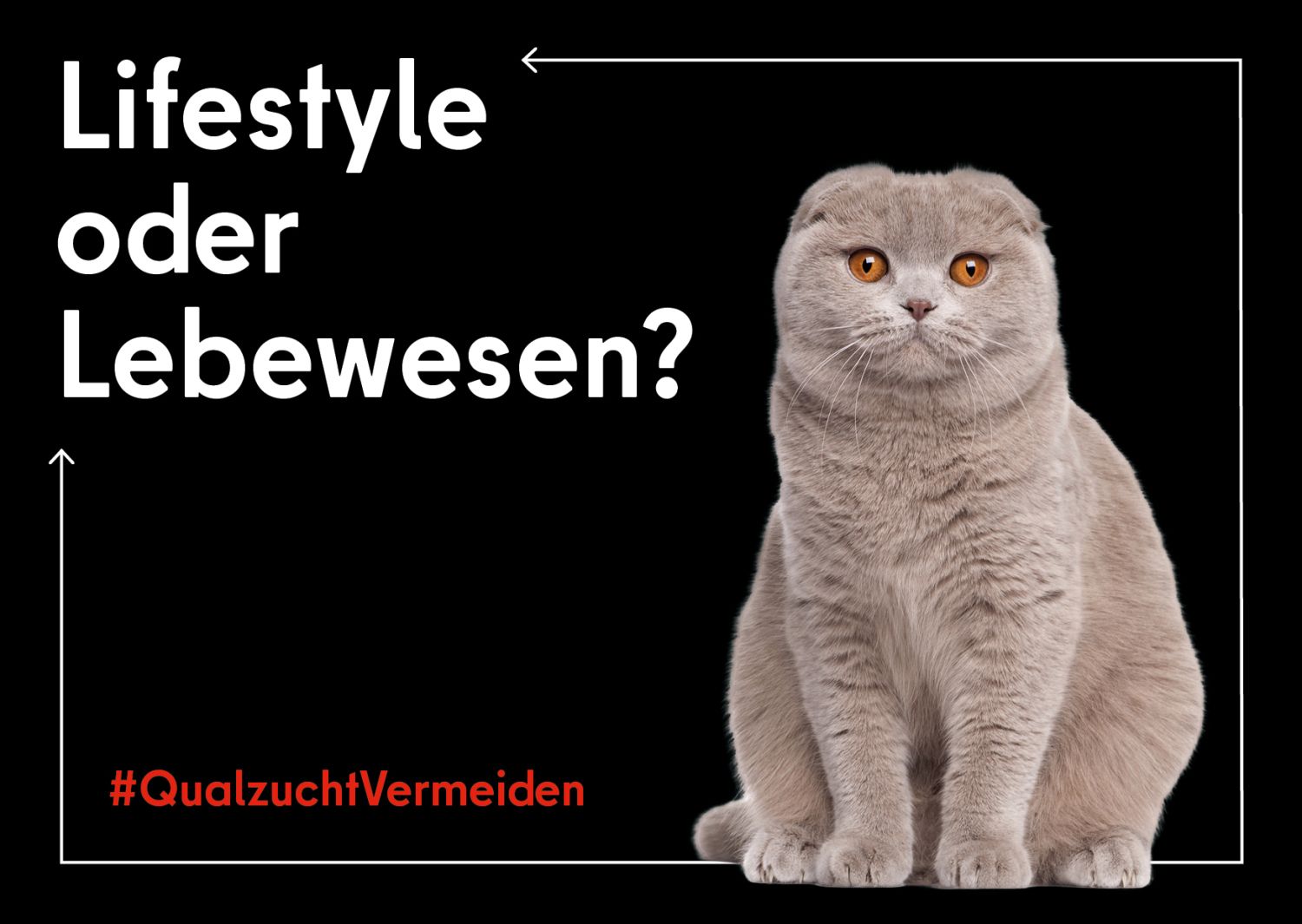 Katze auf einer Postkarte. Dazu der Spruch: Lifestyle oder Lebewesen?