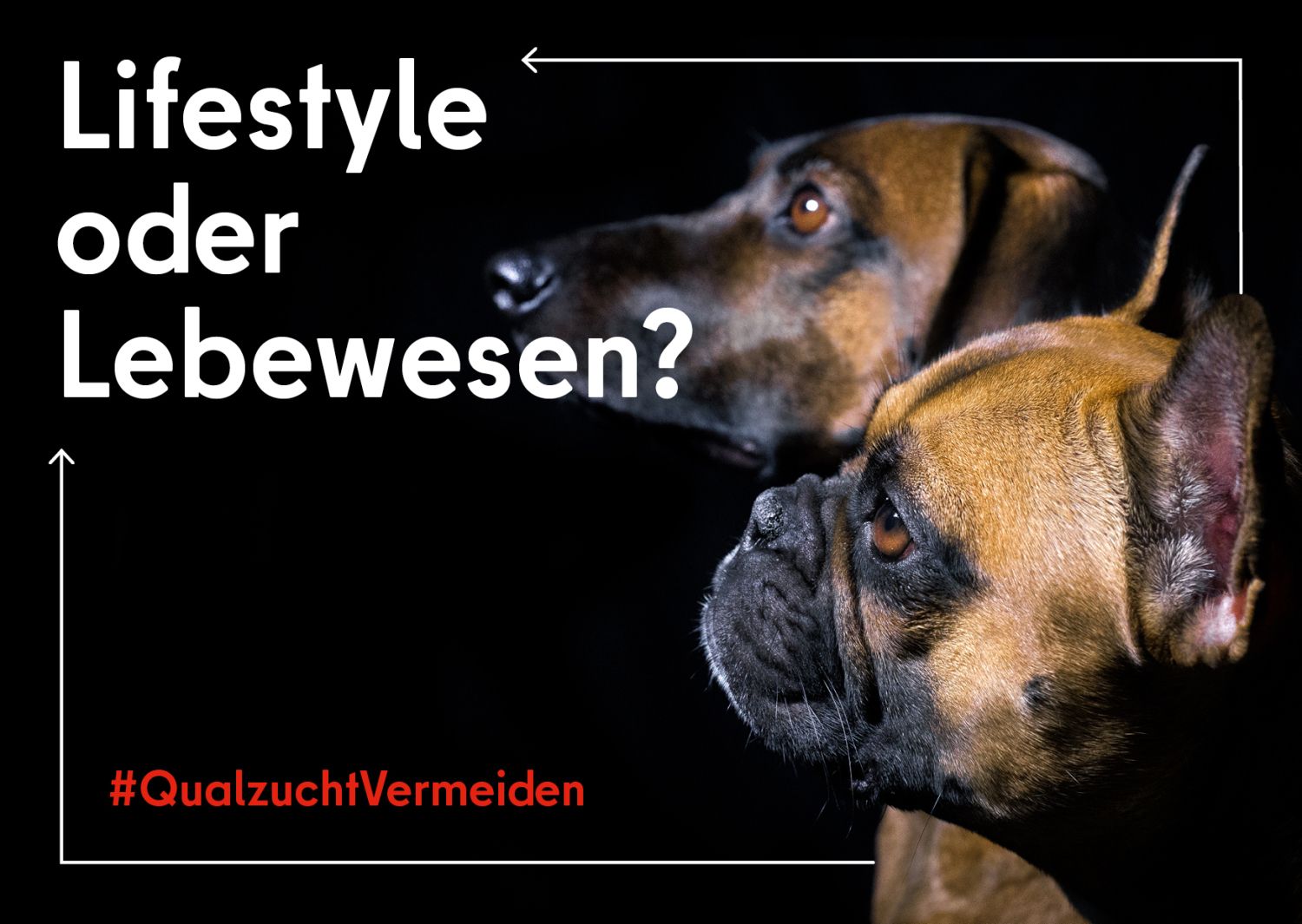 Hunde auf der Postkarte. Dazu der Spruch: Lifestyle oder Lebewesen?