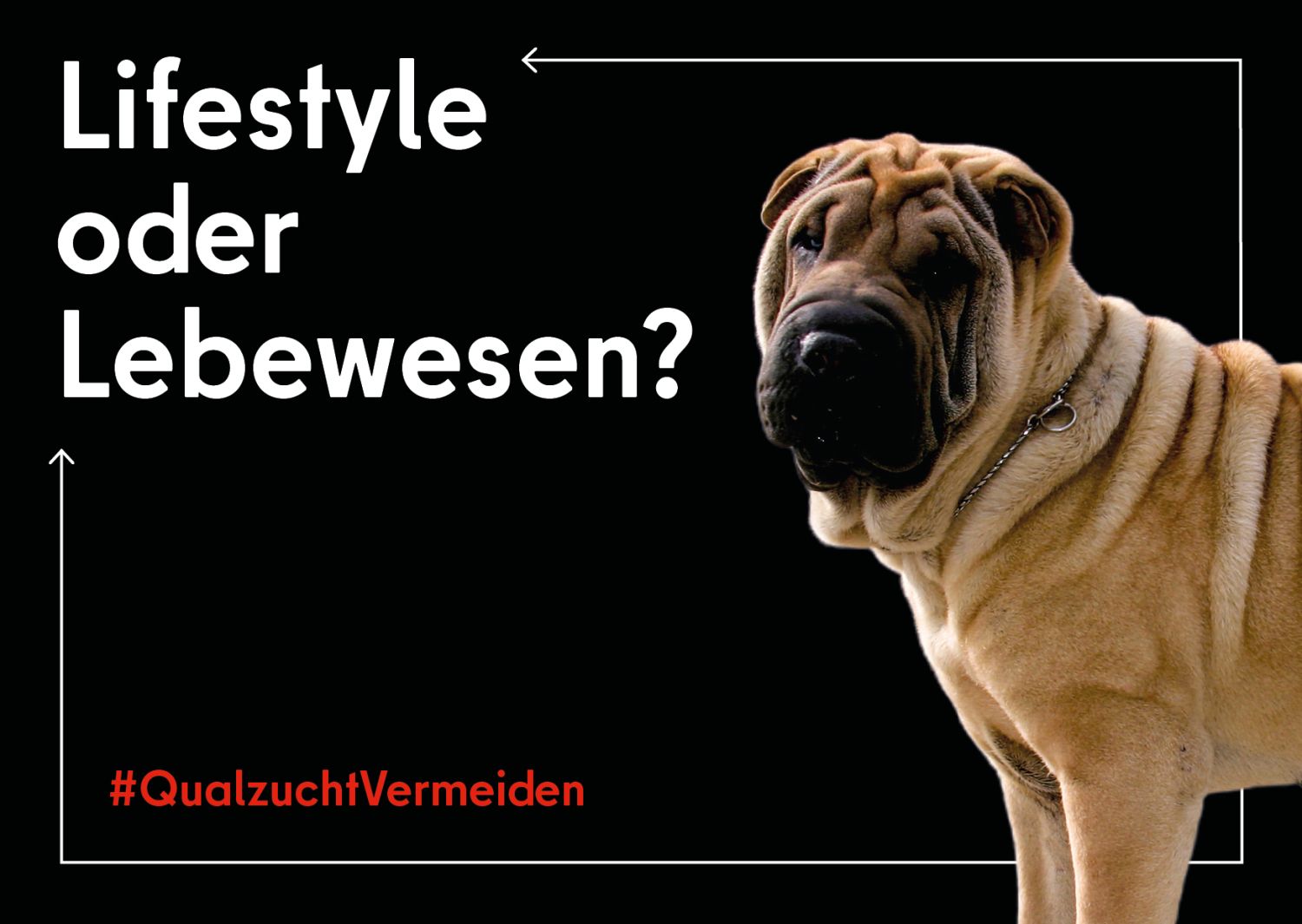 Auf dem Bild ist ein Hund der Hunderasse Pai Cha zu sehen. Dazu der Spruch: Lifestyle oder Lebwesen?