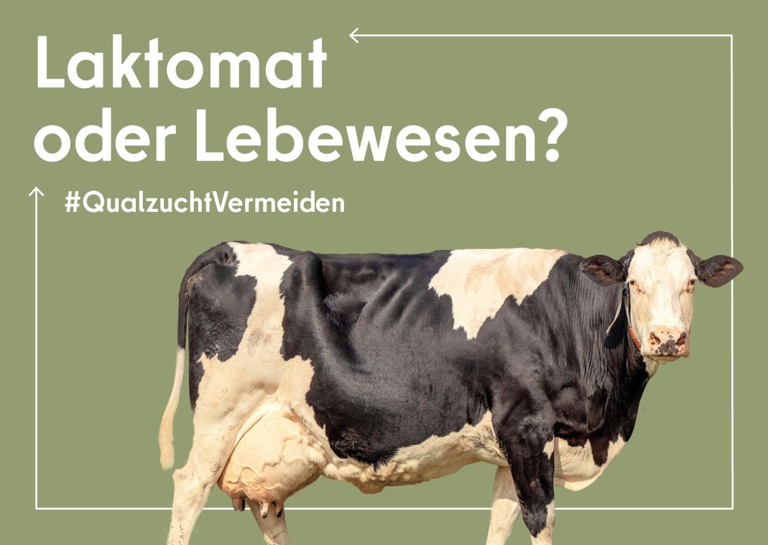 Kuh auf einer Postkarte. Dazu der Spruch: Laktomat oder Lebewesen