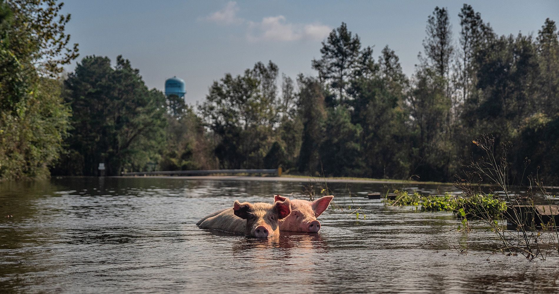 zwei schwimmende Schweine im See im Hintergrund Bäume