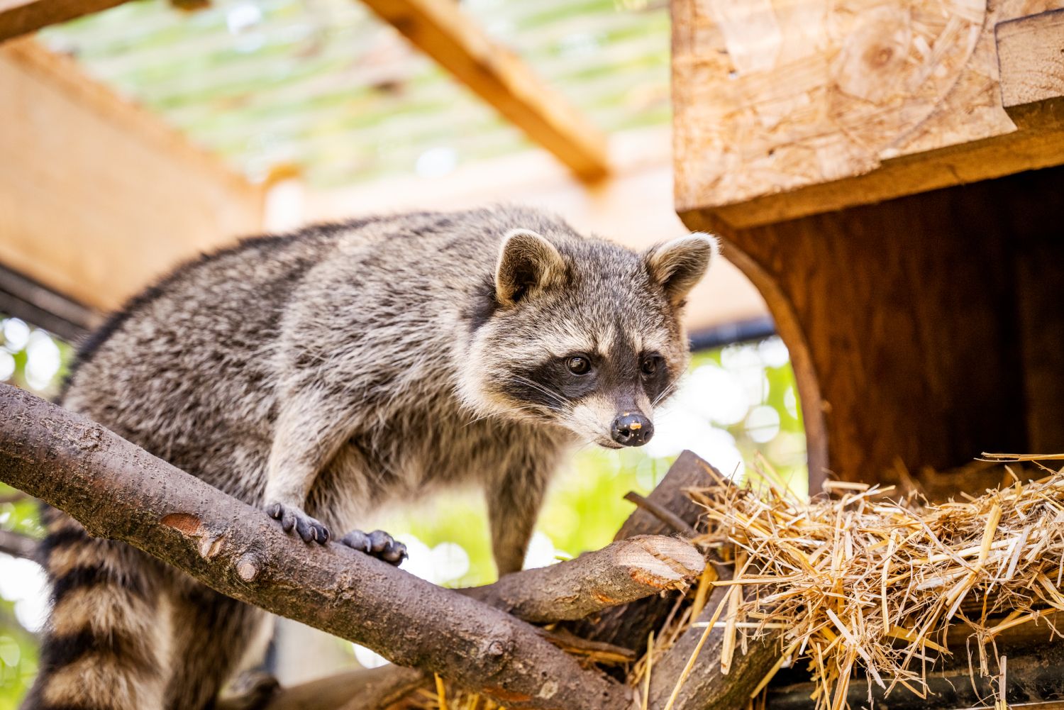Waschbär