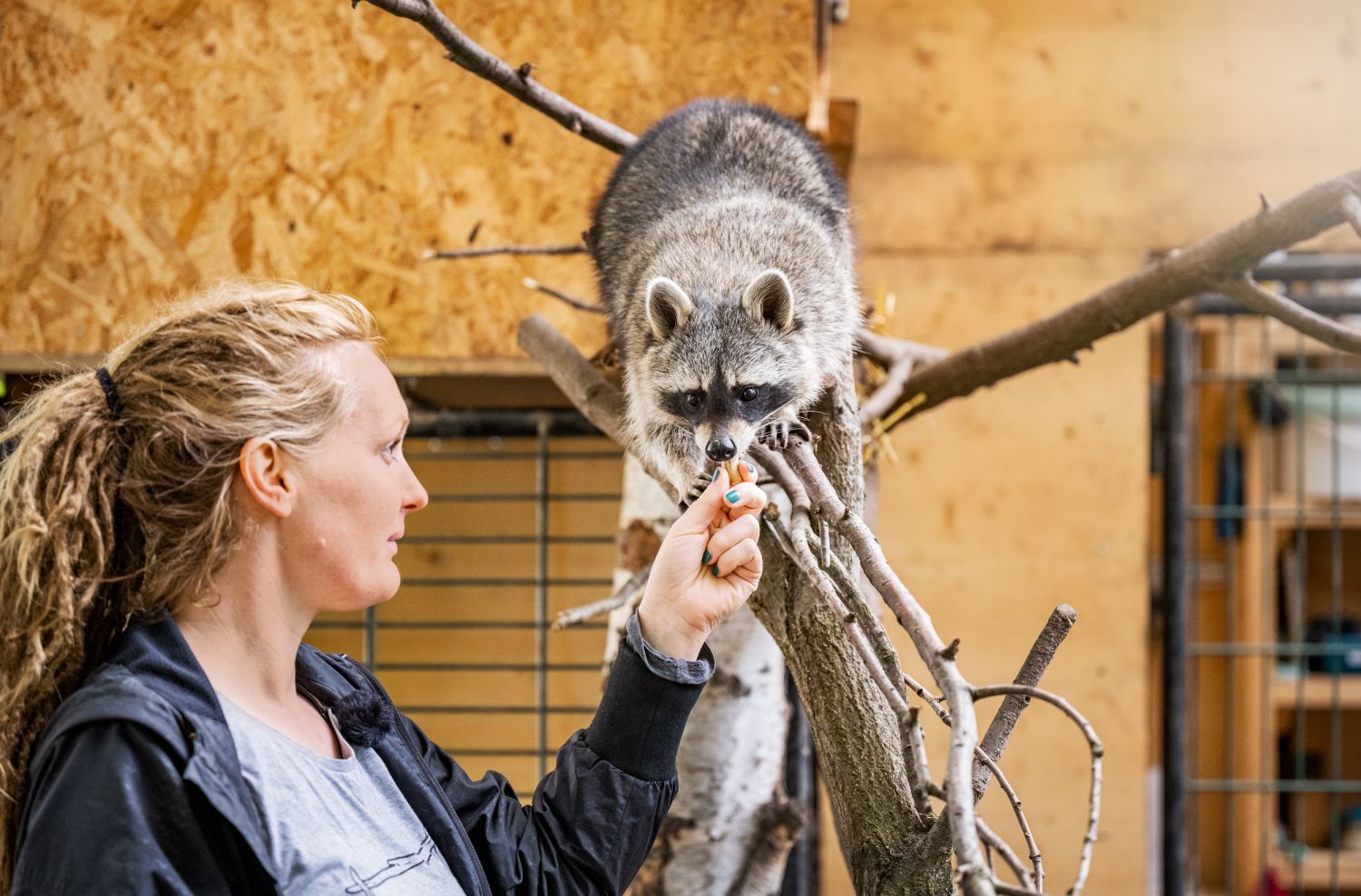 Carolin Weh mit Waschbär