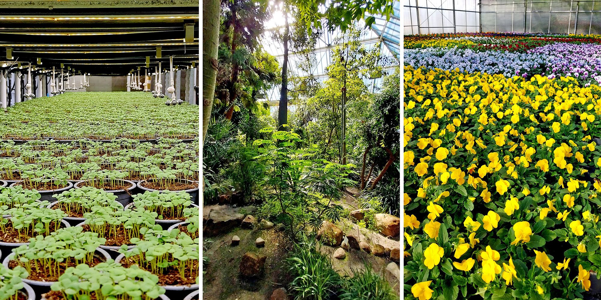 Pflanzenschutz in Gartenbau und Landwirtschaft
