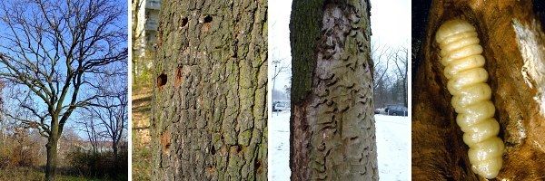Kränkelnde Eiche, Ausbohrlöcher, Fraßgänge und Bockkäferlarve des Heldbocks