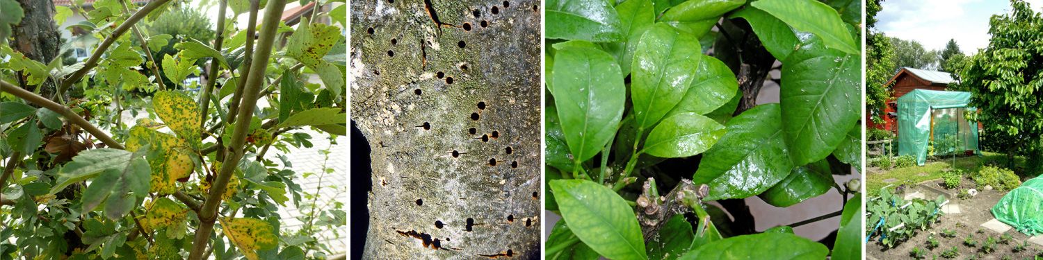 v.l.n.r.: Entomosporium-Blattbräune an Rotdorn, Befall durch Obstbaumsplintkäfer, Blattlausbefall und Honigtau an Zitrus, Gewächshaus im Kleingarten