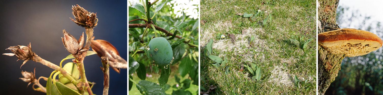 v.l.n.r.: Knospensterben an Rhododendron, Fruchtgummibildung nach Pflaumenwicklerbefall, Schneeschimmel im Rasen, Holz zersetzender Pilz „Zottiger Schillerporling“