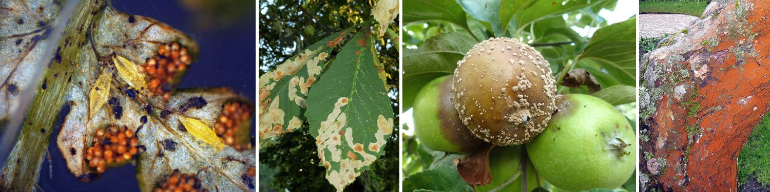 v.l.n.r.: Schwarzer Thrips am Farn, Einzelminen durch Kastanienminiermotten, Monilia-Fruchtfäule, Rotbrauner Algenbelag an einem Apfelbaum