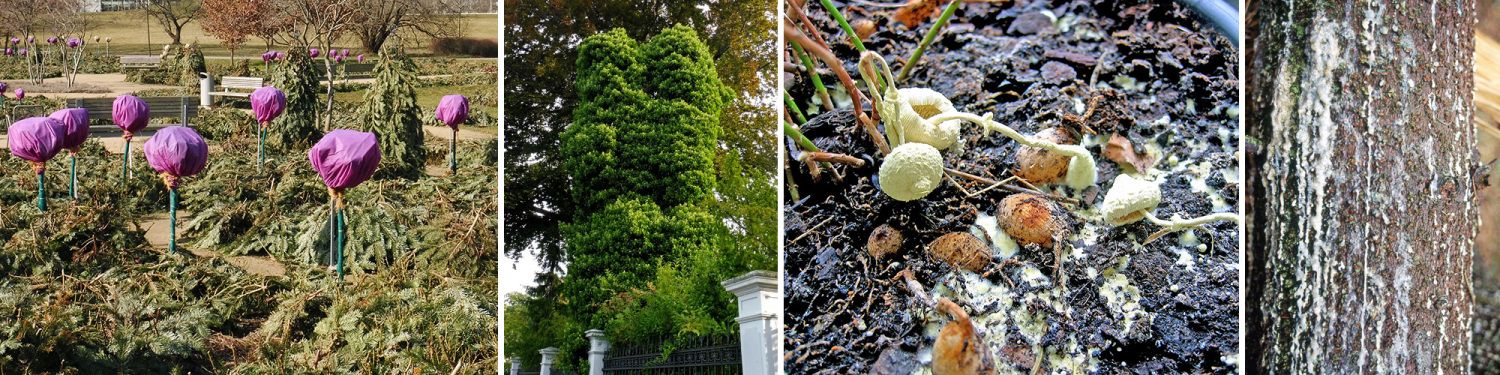 v.l.n.r.: Winterschutz durch Abdecken der Triebe, Efeu als baumfremder Bewuchs, Gelber Faltenschirmling, Hallimasch an Rotfichte