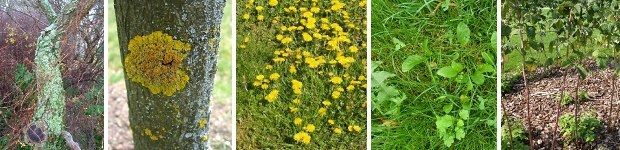 v.l.n.r.: Flechten am Baumstamm, Gelbflechte, Löwenzahn, Unkraut im Rasen, Mulch unter Himbeeren