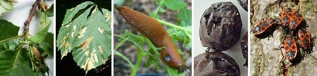 v.l.n.r.: Esskastaniengallwespe, Kastanienminiermotte, Schnecke, Larven der Walnussfruchtfliege, Feuerwanzen