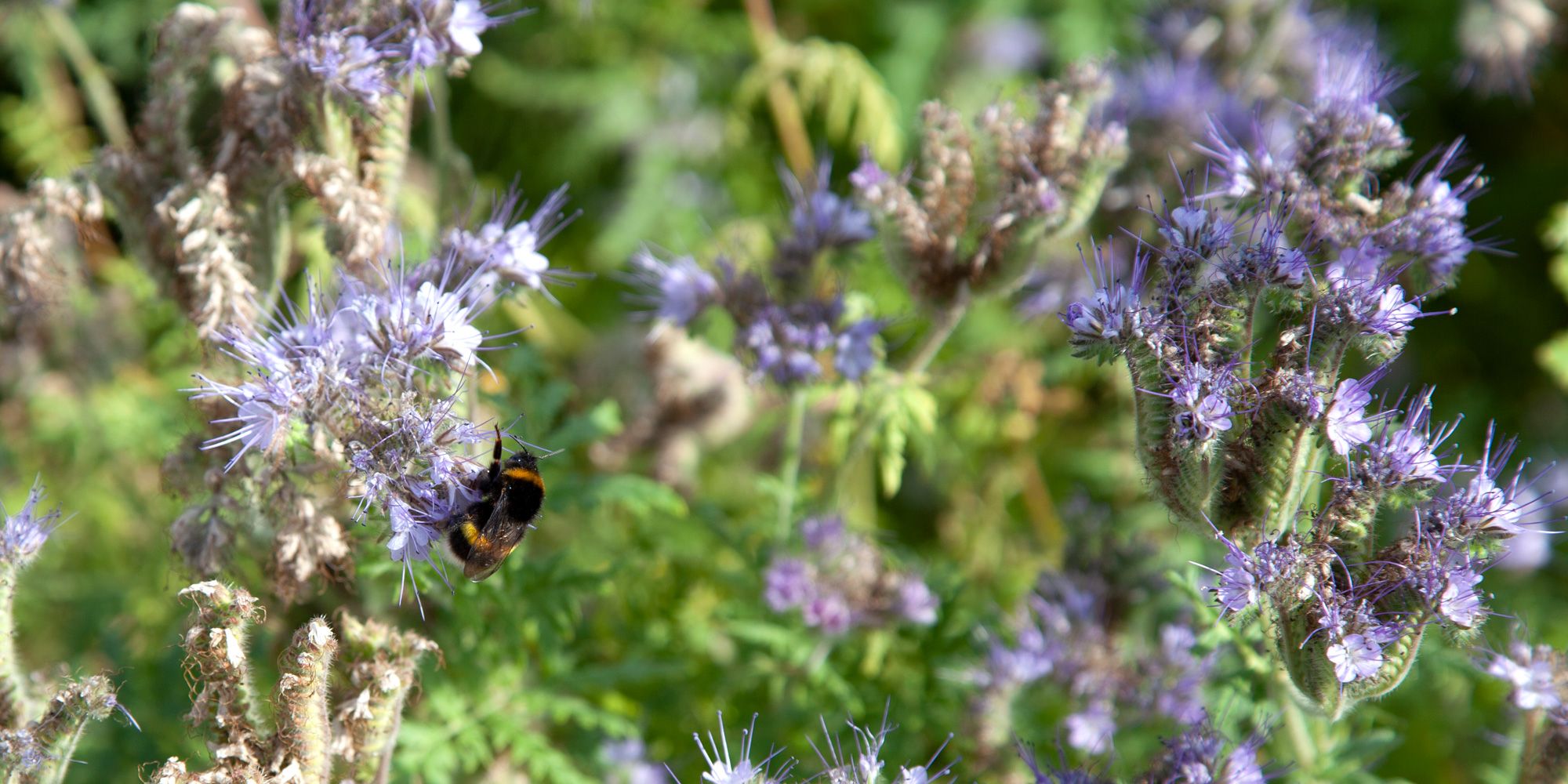 Hummel an Phacelia