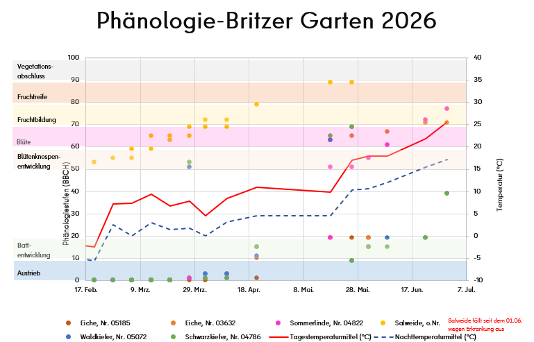 Im Diagramm werden die wöchentlich erfassten Phänologiestufen (BBCH) bestimmter Baumarten in Abhängigkeit der Tages- (durchgehend roter Graph) und Nachttemperaturmittel (blau gestrichelter Graph) abgebildet. Die Pflanzentwicklung ist punktförmig dargestellt (Eichen rot und orange, Sommerlinde violett, Salweide gelb, Waldkiefer blau, Schwarzkiefer grün). Die Phänologiestufen sind mit verschiedenen Farben unterlegt worden (Austrieb blau, Blattentwicklung grün, Blütenknospen schwach rot, Blüte violett, Fruchtbildung gelb Fruchtreife braun, Vegetationsende grau). Die Einteilung der Phänologiestufen findet sich links, die Temperaturskala (°C) ist rechts.