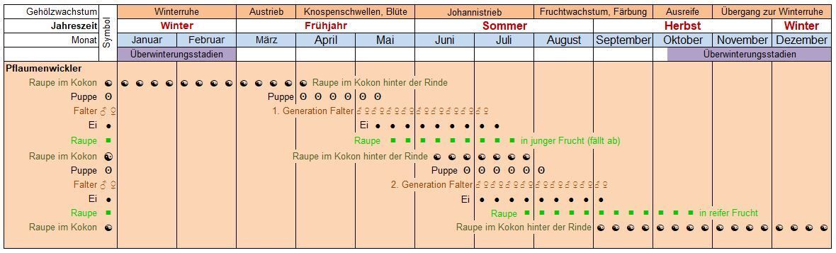 Lebenszyklus der Pflaumenwickler (Bild: Pflanzenschutzamt Berlin)