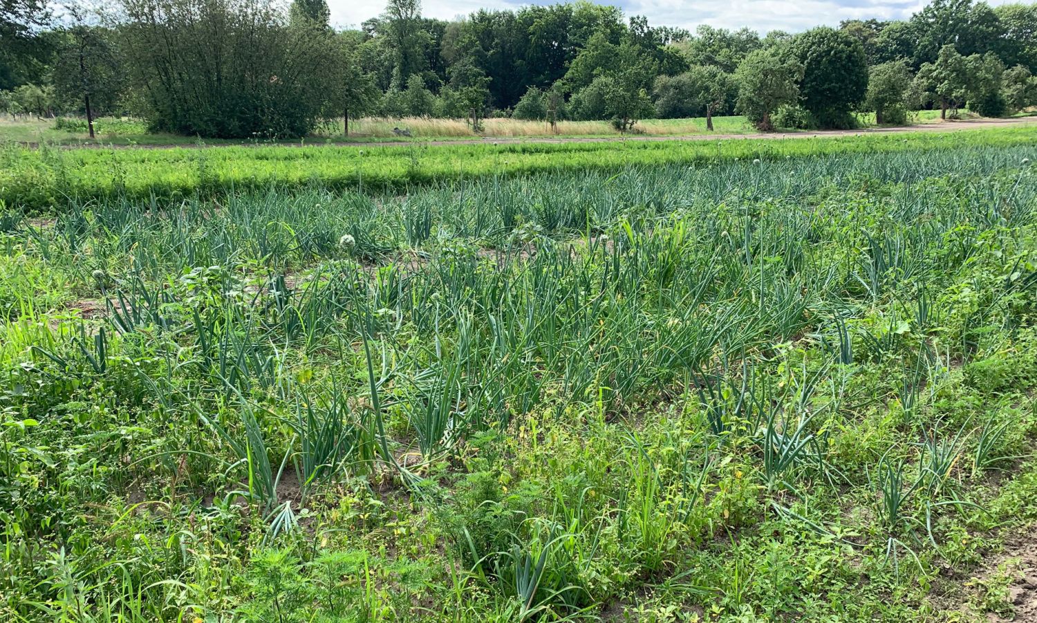 Landwirtschaft
