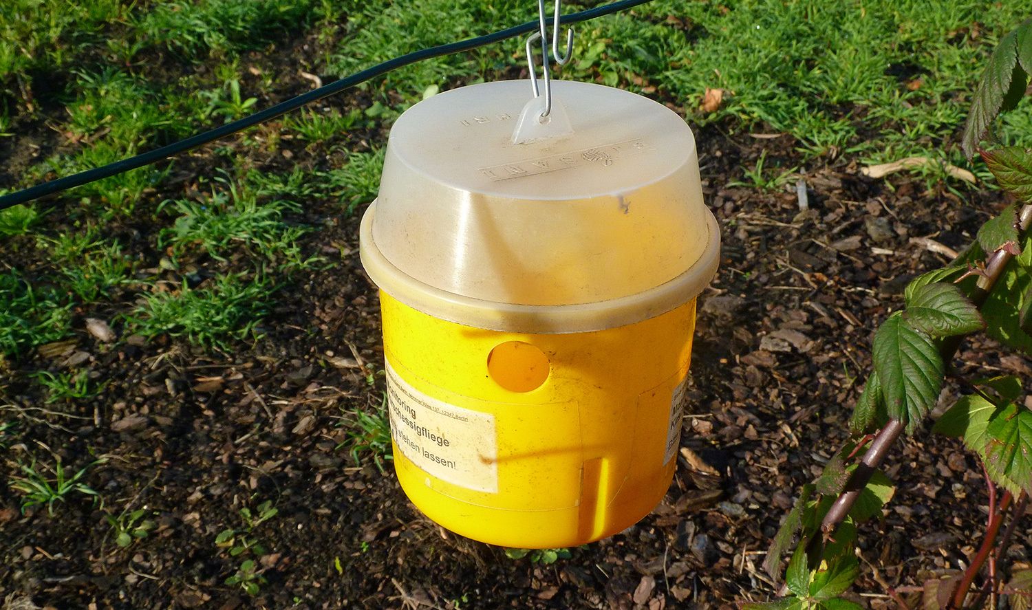 Diammoniumphosphat als Lockmittel für Fruchtfliegen