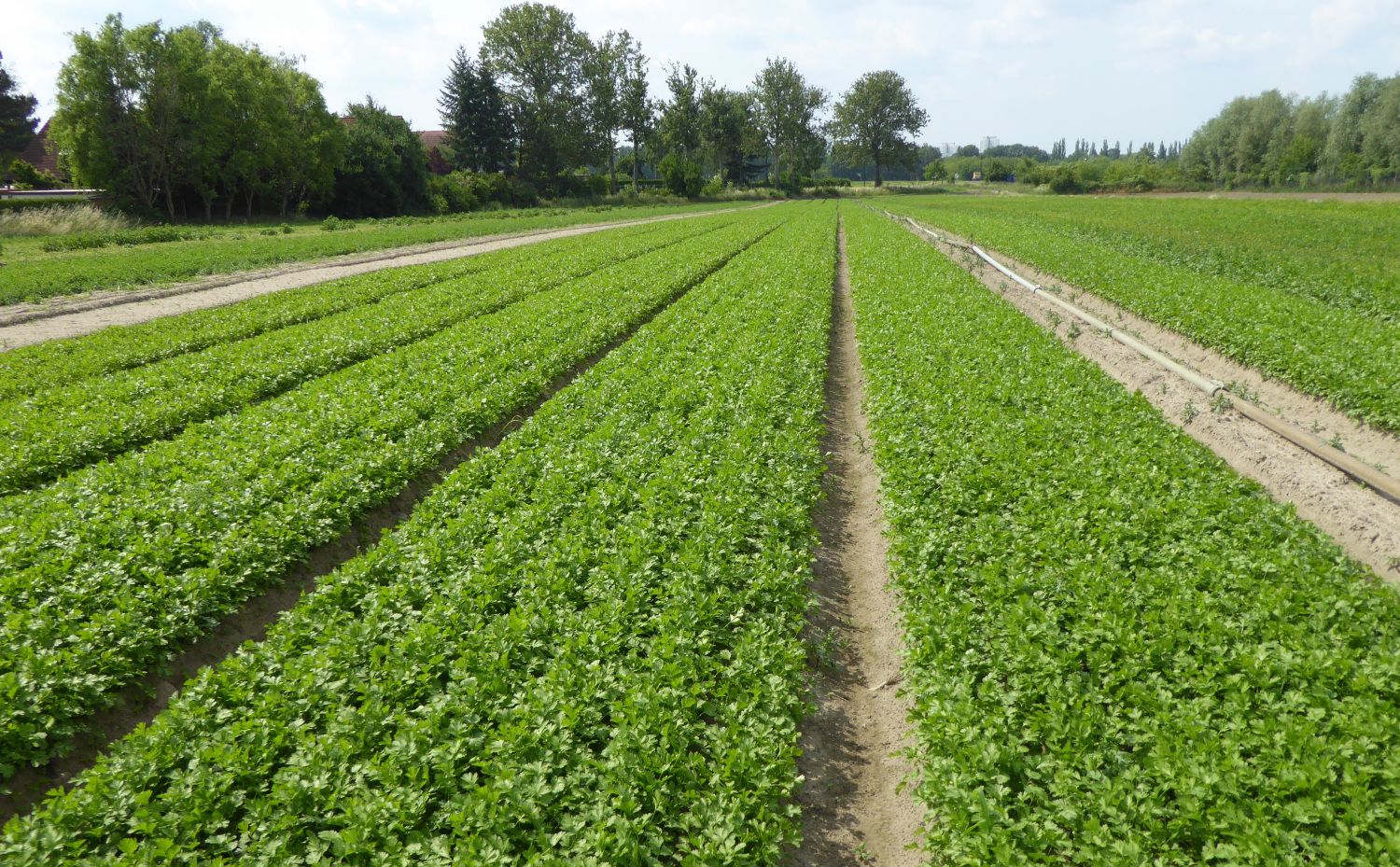 Landwirtschaft