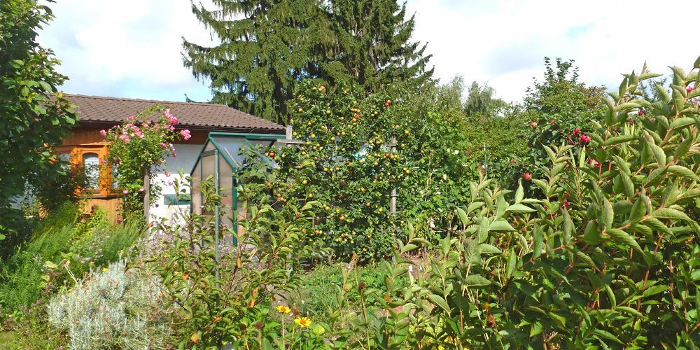 Apfelspalier im Kleingarten