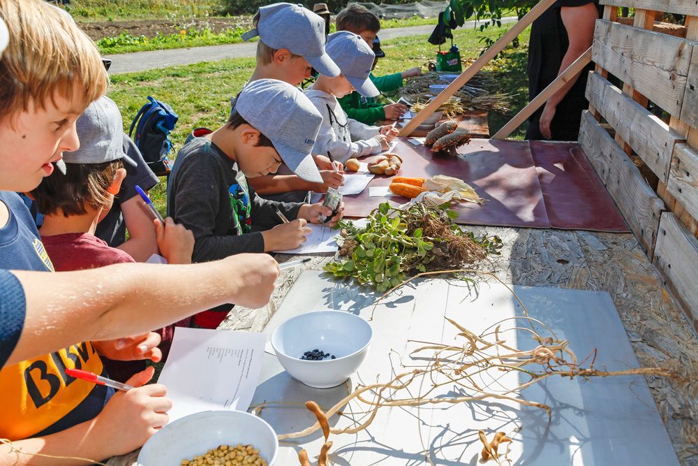 An einem Holzgestell mit großer Tischplatte stehen einige Jungen im Grundschulalter nebeneinander. Vor den Kindern sind verschiedene Feldfrüchte, Wurzeln und Knollen aufgereiht. Darunter zwei Maiskolben, Kartoffeln, zwei verblühte Sonnenblumen und kleine dunkle Beeren in einer weißen Schale. Die Kinder schreiben auf Zettel. Einige tragen graue Käppis. Eine Männerhand deutet auf eine buschige Erdnusspflanze mit braunem Wurzelwerk.