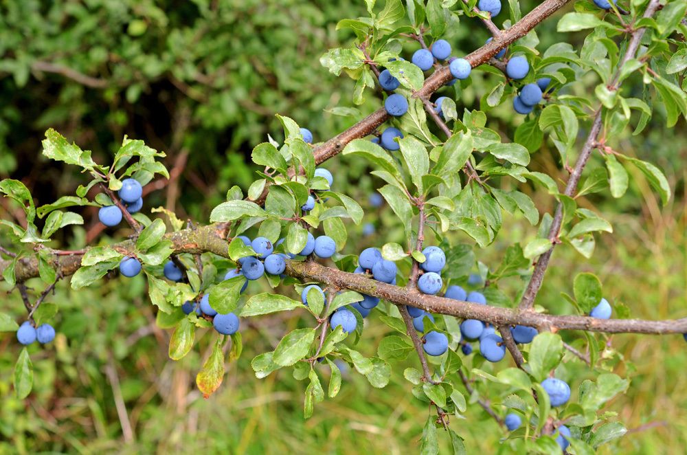 Vor verschwommenen, dicht belaubten grünen Sträuchern verläuft ein verästelter Schlehen-Zweig von links nach rechts. Zahlreiche leuchtend blaue Früchte wachsen daran. Sie sind kugelförmig und von einem weißlichen Belag überzogen, der ihnen eine samtartige Oberfläche verleiht. Die Zweige mit grober dunkler Rinde sind mit vielen Kurztrieben besetzt. Dazwischen sind grüne Laubblätter in Büscheln angeordnet.