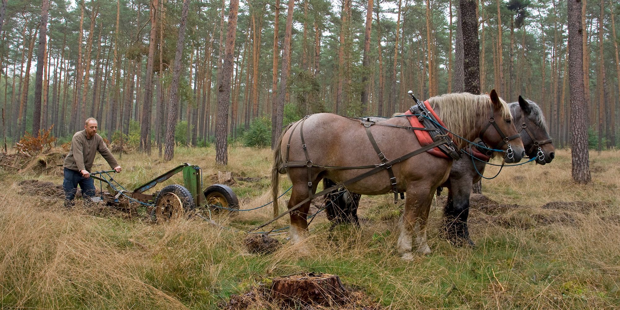 In einem Kiefernwald ziehen zwei Rückepferde einen Waldpflug hinter sich her. Ein Forstarbeiter in braunem Pullover und dunkelblauer Hose führt das Gerät über den mit Moos und hohen Gräsern bewachsenen Waldboden. Die beiden kräftigen Kaltblüter mit dunkelbraunem Fell und heller Mähne sind mit Arbeitsgeschirren eingespannt. Die Geschirre bestehen aus dunklen Lederriemen, um den Hals der Pferde verläuft ein roter Kumt, ein gepolsterter Ring.