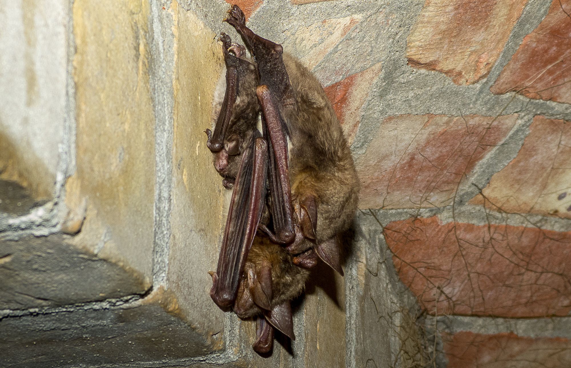 An einer Mauer aus hellgelben Bruch- und roten Backsteinen im stillgelegten Wasserwerk Tegel haben sich eine Wasserfledermaus und ein Großes Mausohr niedergelassen. Aneinandergeschmiegt hängen die beiden Tiere mit dem Kopf nach unten. Ihre eng angelegten Flügel sind fast so lang wie ihr mit hellbraunem Fell bedeckter Körper. Die Haut über den Flügelknochen glänzt gräulich-rosa, auch die Innenseiten ihrer spitzen Ohren schimmern gräulich.