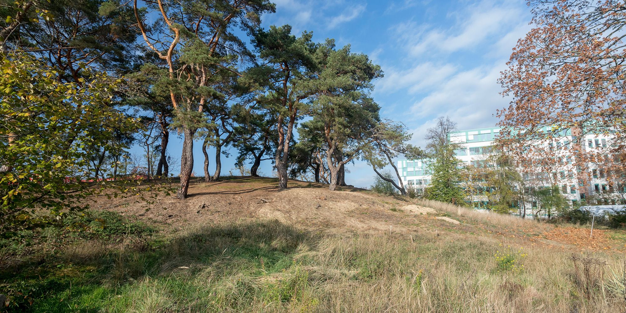 Ein Blick auf die Düne Wedding unter blauem Himmel mit weißen Wolkenschleiern. Auf der flachen Kuppe der Erhebung wachsen einige knorrige Waldkiefern. In diesem Bereich ist der lockere Rohboden unbefestigt und von sandigen Stellen durchzogen. Im Vordergrund bedecken unterschiedliche Gräser das Naturdenkmal aus der Eiszeit. Ein weißer Gebäudekomplex, dessen Fensterrahmen und Flachdächer mintgrün abgesetzt sind, erstreckt sich rechts im Hintergrund.