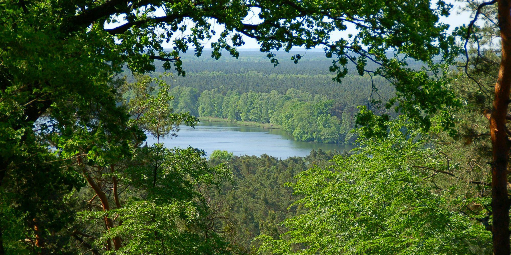 Das Foto zeigt einen Blick über Baumwipfel hinweg auf den Müggelsee. Im Vordergrund rahmt ein Ast mit grünen Blättern am oberen Bildrand das Bild ein. Der See, der den hellblauen Himmel reflektiert, ist von artenreichem Mischwald umgeben. Die Blätter der Laubbäume leuchten teils in sattem Grün, teils sind sie dunkelgrün gefärbt. Zum Horizont hin werden die Baumreihen unscharf.
