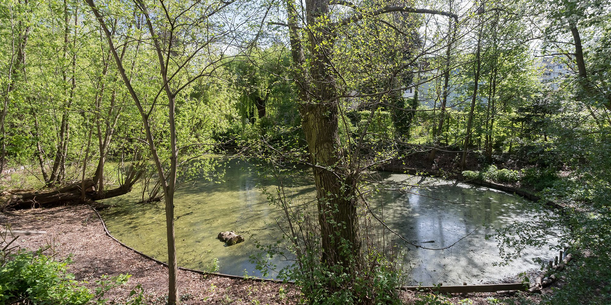 Sonnenlicht fällt auf den Lankegrabenteich. Das Ufer wird von Bäumen mit zartem grünen Blattwerk gesäumt. Auf der matt schimmernden Wasseroberfläche wachsen kleine Wasserlinsen, die Pflanzen sind auch als Entengrütze bekannt. Ein Stück von einem Baumstamm treibt auf dem Teich. Am linken Bildrand sind Bäume umgestürzt, ihre begrünten Äste ragen über das Gewässer.