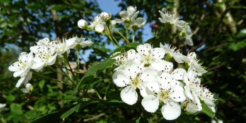 Blüte