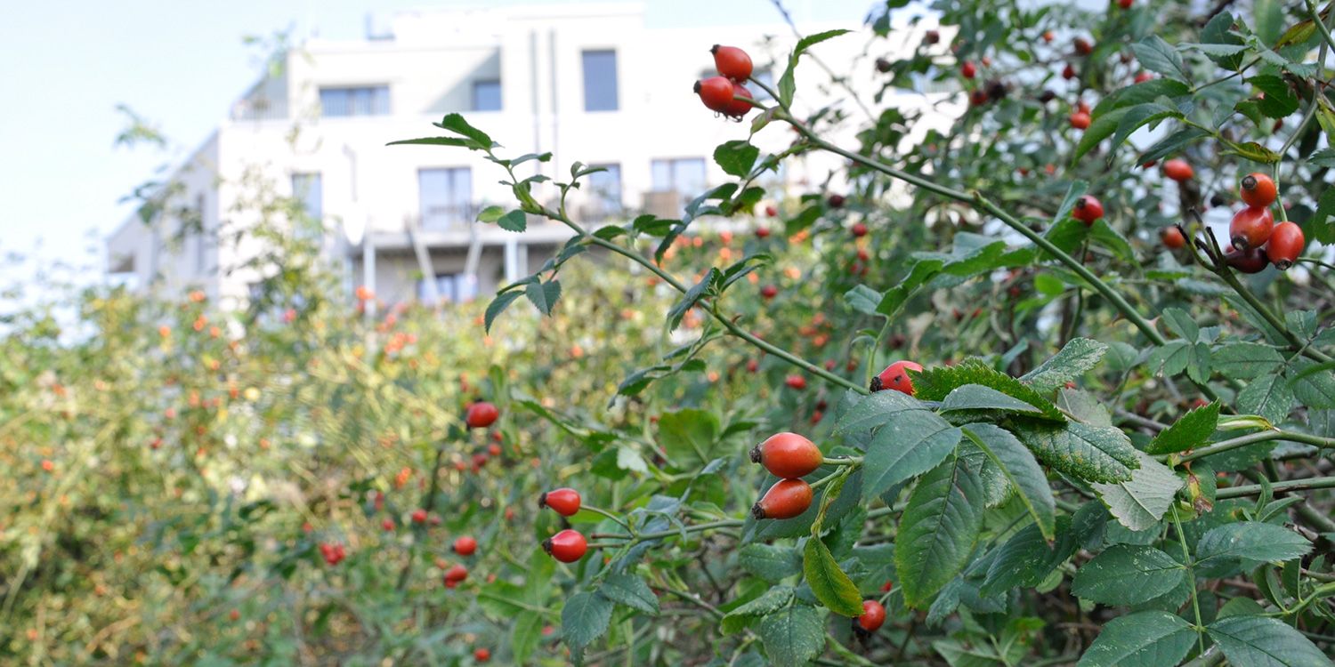 Eine dichte Hecke aus Hunds-Rosen verliert sich unscharf im sonnigen Hintergrund. Dahinter erheben sich moderne weiße Stadthäuser. Die Hunds-Rose, auch Heckenrose genannt, hat gefiederte dunkelgrüne schmale Blätter und hohe überhängende Zweige. An kleinen Stielen sitzen purpurrote Hagebutten-Früchte.