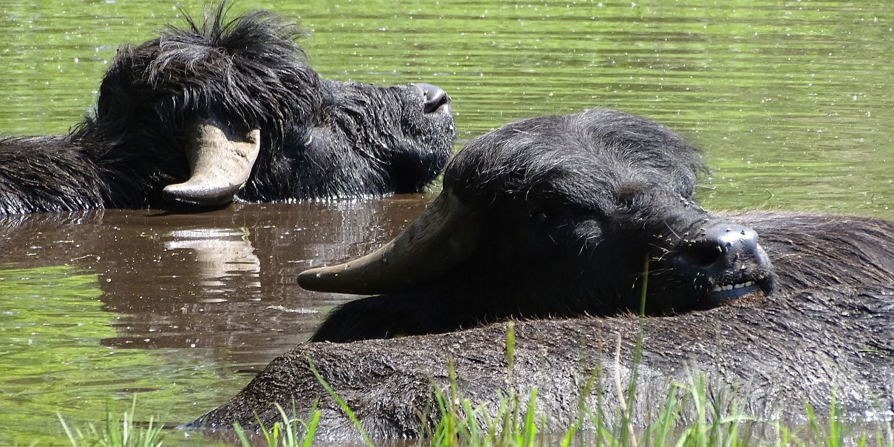 Im flachen Wasser des Tegeler Fließ‘ tummeln sich drei Wasserbüffel. Zwei der Tiere recken ihre kräftigen Schädel aus dem Bach, vom dritten Tier im Vordergrund ist nur der Rücken zu erkennen. Im Sonnenschein glänzt sein schwarzes Fell feucht. Die Weidetiere haben kurze, halbmondförmige Hörner und schwarzes zotteliges Fell auf ihrer breiten Stirn über den kleinen Augen. Die gekräuselte Wasseroberfläche reflektiert das leuchtende Grün der Seggen- und Schilf-Pflanzen in Ufernähe.