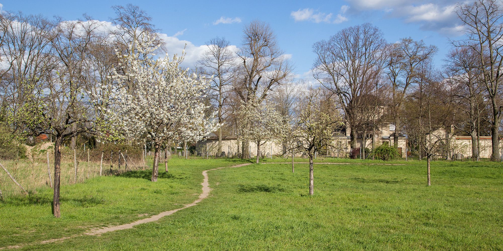 Über eine grüne sonnenbeschienene Wiese schlängelt sich links im Bild ein Trampelpfad. Zu beiden Seiten stehen Obstbäume. Bei einigen sprießen erste zartgrüne Blätter, andere tragen eine üppige Blütenpracht. Im Hintergrund ragen hohe kahle Bäume in den blauen Himmel und die Friedhofsmauer aus hellen Steinen grenzt an die Streuobstwiese.
