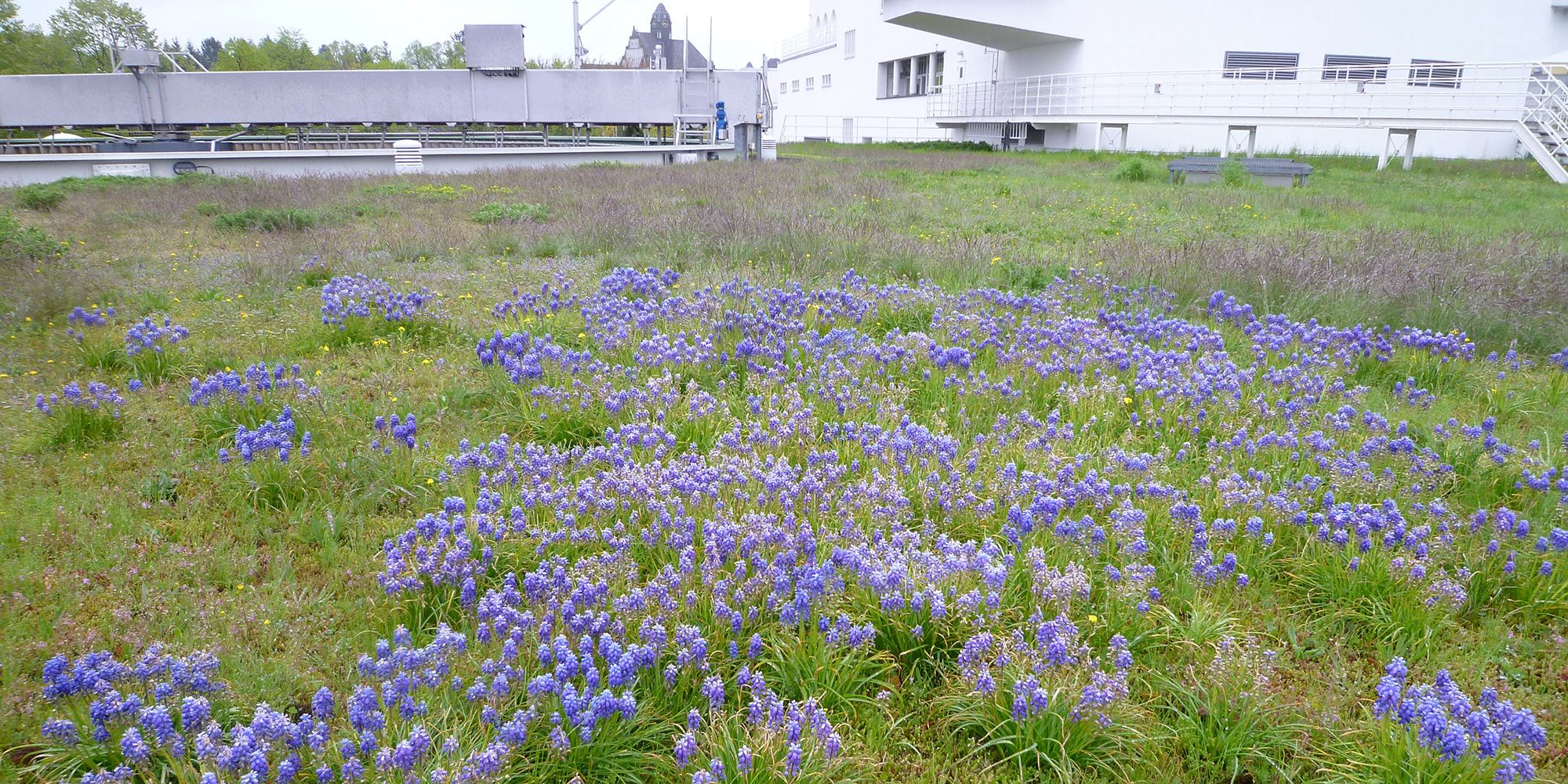 Auf einem Flachdach der Oberflächenwasseraufbereitungsanlage (OWA) Tegel ist eine biodiverse Wiese angelegt. Traubenhyazinthen mit unzähligen blau-violetten Blüten wachsen im Vordergrund. Dahinter bilden grau-violette Gräser teppichartige Flächen, die immer wieder von grünen Pflanzenkissen unterbrochen werden. Rechts im Hintergrund führt ein weißer Metallsteg zu einem weißen Gebäude.