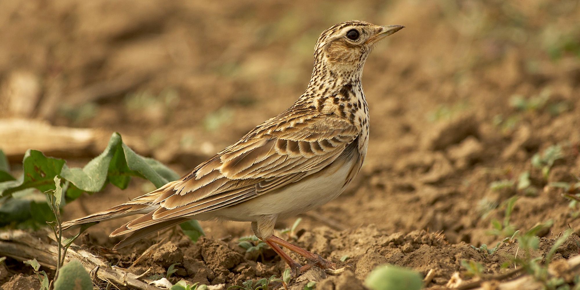 Eine Feldlerche von Nahem. Der mittelgroße Vogel mit langem Schwanz steht auf einem braunen Acker. Sein Gefieder ist in verschiedenen Brauntönen mit dunkelbrauner Strichelung gezeichnet. Der hellgraue Bauch bildet dazu einen starken Kontrast, der spitze Schnabel ist graubraun. Das Gesicht der Feldlerche ziert ein heller Überaugenstreif. Wachsam schaut der Vogel mit seinen runden schwarzen Augen hoch.