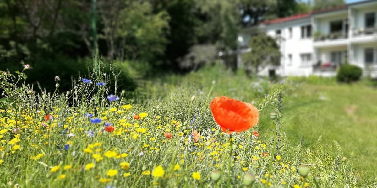 Eine orange-rote Klatschmohnblüte überragt das Blütenmeer auf einer Freifläche der Baugenossenschaft „Freie Scholle“ in Lübars. Neben Klatschmohn blühen blaue Kornblumen zwischen zahlreichen gelben Blüten. Verschwommen im Hintergrund erstreckt sich rechts am Rand einer grünen Wiese ein zweigeschossiges weißes Haus mit Balkonen, links wachsen Bäume mit dunkelgrünem Laub.
